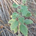 Mesosphaerum suaveolens Leaf