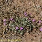 Spergularia fimbriata Buveinė