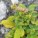 Amaranthus blitum Квітка