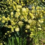 Acacia mearnsii Floro
