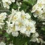 Sorbus mougeotii Flor