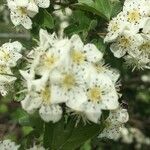 Sorbus mougeotii Flower