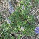 Lupinus nootkatensis List