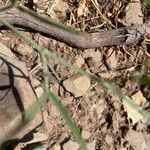 Cologania angustifolia Feuille