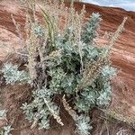 Artemisia stelleriana Habitus