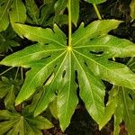 Fatsia japonica Leht