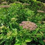 Daucus decipiens Buveinė