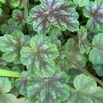 Heuchera americana 葉