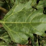 Chenopodium rubrum Hoja