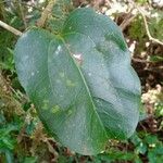 Smilax australis