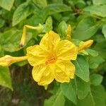 Mirabilis jalapaFlower