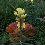 Linaria vulgarisKwiat