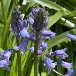 Hyacinthoides hispanicaBloem