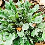 Lychnis flos-jovis Leaf