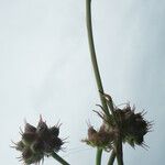 Oenanthe globulosa Цветок