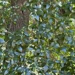 Phillyrea latifolia Цвят