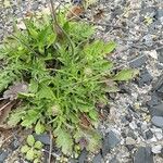 Scabiosa lucida Plante entière