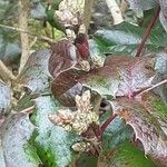 Mahonia aquifolium Flower