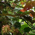 Sabicea calycina Fruto