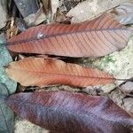 Baillonella toxisperma Leaf