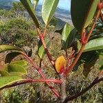 Cunonia macrophylla Φύλλο