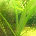 Zostera marina Folha