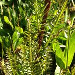 Pedicularis groenlandica Hostoa