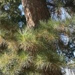 Pinus tabuliformis Fuelha