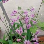 Tulbaghia simmleri Flor