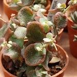 Crassula cordata Hostoa