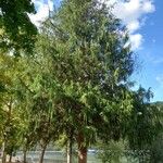 Thuja occidentalis Alkat (teljes növény)