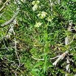 Galium boreale Habit