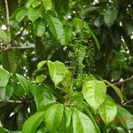 Conceveiba guianensis Лист