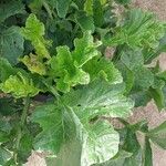 Brassica juncea 葉