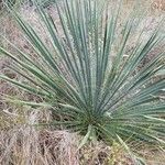 Yucca constricta Листок