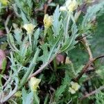 Oenothera laciniata पत्ता