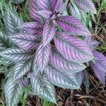 Strobilanthes auriculata Лист