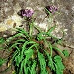 Phyteuma charmelii Hábito