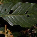 Tachigali costaricensis पत्ता