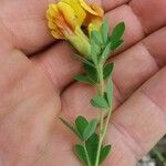 Chamaecytisus hirsutus 葉