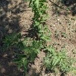 Chenopodium ficifolium Lehti