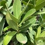 Acokanthera oblongifolia Folla