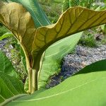 Tectona grandis Leaf