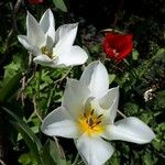 Colchicum cupanii Fleur