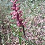 Orobanche amethystea Virág