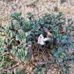 Silene succulenta Leaf