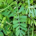 Coronilla securidaca Blad