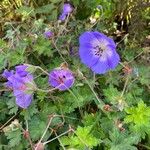 Geranium platypetalumFleur