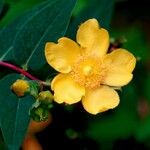 Hypericum × hidcoteense फूल