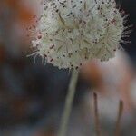 Eriogonum ovalifolium Цветок